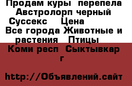 Продам куры, перепела. Австролорп черный. Суссекс. › Цена ­ 1 500 - Все города Животные и растения » Птицы   . Коми респ.,Сыктывкар г.